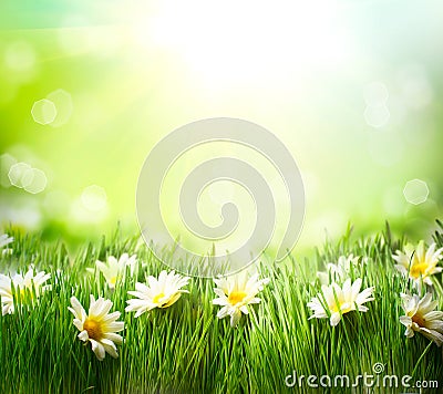 Spring Meadow with Daisies Stock Photo