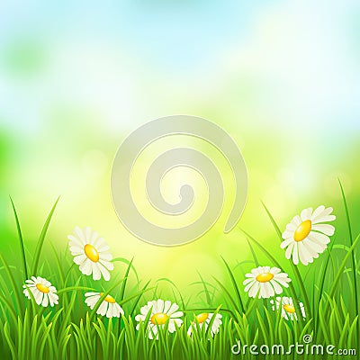 Spring meadow with daisies Vector Illustration