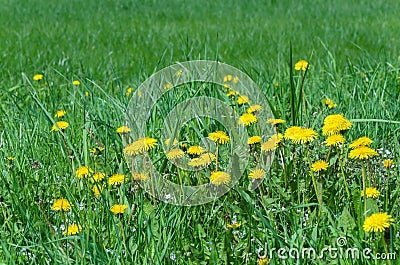 Spring meadow with dandelions Stock Photo