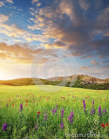 Spring meadow at sunset Stock Photo
