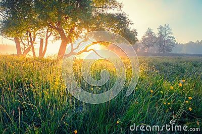 Spring meadow. Spring sunny landscape. Stock Photo