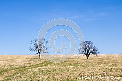 Spring meadow and two solitaire trees under blue sky Stock Photo