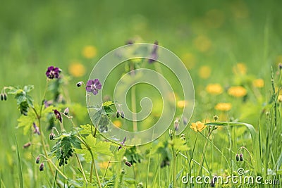 Spring meadow with flowers Stock Photo