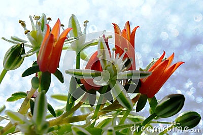 The warm color of tropical plants and the cold whiteness of snow. Stock Photo