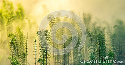 Spring misty nature detail Stock Photo
