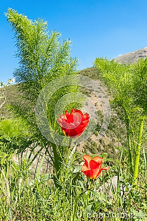 Spring mood with red tulips and blue sky, Kazakhstan Stock Photo