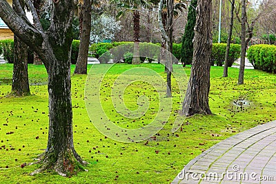 Spring mossy green park. Urban green space. Springtime Stock Photo