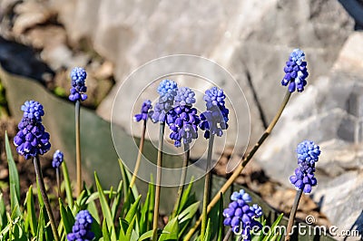 Spring muscari hyacinth flowers. The first ever flowers. Delicate spring flowers. March 8 Stock Photo