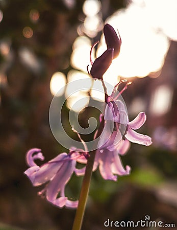 Spring in my garden Stock Photo