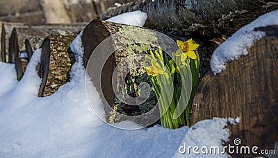 Spring Narcissus in a Snowy Woodpile Stock Photo