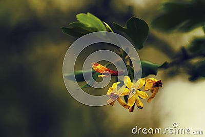 Spring natural background, small yellow flowers, blurred image, shallow depth of field Stock Photo