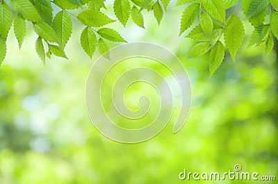 Spring natural blurred background with green leaves on tree branch, copy space, defocused Stock Photo