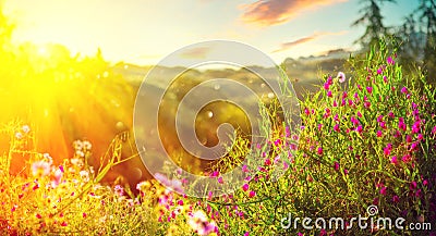 Spring nature background. Beautiful landscape park with green grass, blooming wild flowers and trees Stock Photo
