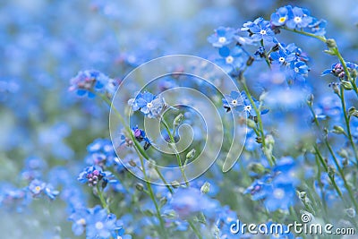 Spring nature background with blue forget-me-not flowers. Myosotis sylvatica, arvensis or scorpion grasses Stock Photo