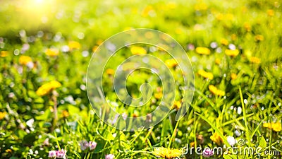 Spring nature background with dandelions in green grass Stock Photo