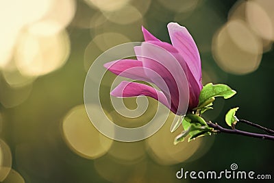 Spring, nature, beauty. Nobility perseverance dignity concept Flourishing, success, youth Stock Photo