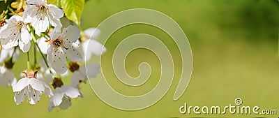 Spring nature blossom web banner Stock Photo