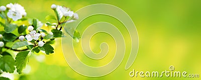 Spring nature blossom web banner or header. Stock Photo