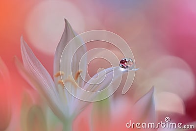 Spring nature blossom web banner or header.Abstract macro photo.Artistic Background.Colorful Wallpaper.Artwork,Drop.Flower,coral . Cartoon Illustration