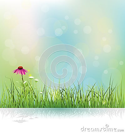 Spring nature field, green grass, white flowers meadow and echinacea ( purple coneflower) flower Vector Illustration