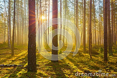 Spring nature. Spring forest. Sun shines through tree in forest with mist. Stock Photo