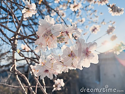 spring nature with white flowers Stock Photo