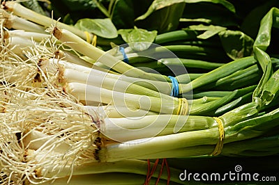 Spring onion background Stock Photo