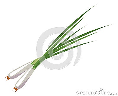 Spring onion. Green spicy vegetable color icon Vector Illustration