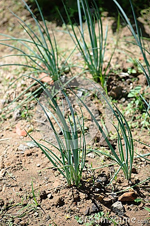 Spring onion seedlings planted on dirt home gardening sunshine growth Stock Photo
