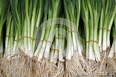 Spring onions Stock Photo