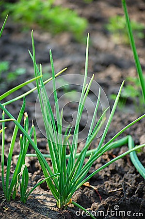 Spring onions Stock Photo