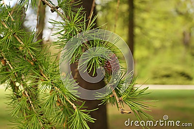 Spring in the park. New needles appear on the branches of the larch Stock Photo