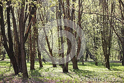 Spring park with old Manchurian cherry Prunus maackii trees Stock Photo