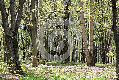 Spring park with old poplar and Manchurian cherry Prunus maackii trees Stock Photo