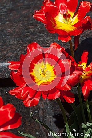 Spring in the park, Tulips are red. Closeup photo of red tulip c Stock Photo