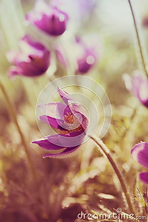 Spring Pasque Flowers Stock Photo