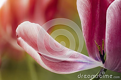 Spring petal pink tulip Stock Photo