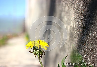 Spring, petal, yellow flower, on a stone wall Stock Photo