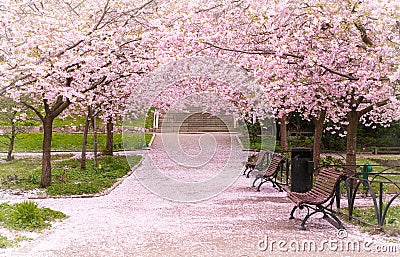 Hanami celebration in the little garden with the cherry tree avenue Stock Photo