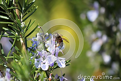 Rosemary Stock Photo