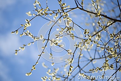 Spring Stock Photo