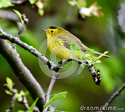 Wilson Warbler #2 Stock Photo