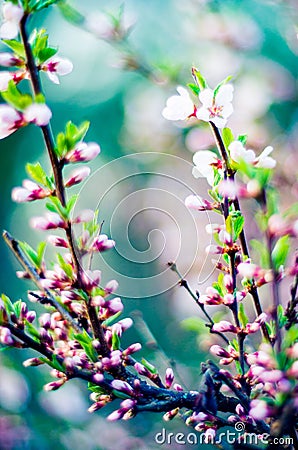 Spring pink blooming Stock Photo