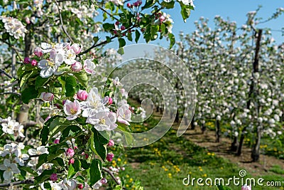 Spring pink blossom of apple trees in orchard, fruit region Haspengouw in Belgium Stock Photo