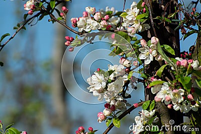 Spring pink blossom of apple trees in orchard, fruit region Haspengouw in Belgium Stock Photo