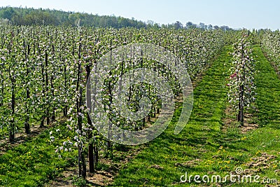 Spring pink blossom of apple trees in orchard, fruit region Haspengouw in Belgium Stock Photo