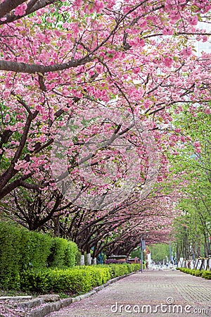 spring pink cherry blossom and footway Stock Photo