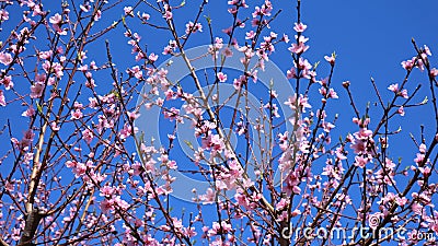 Spring pink flowering fruit tree against a sunny blue sky. Stock Photo