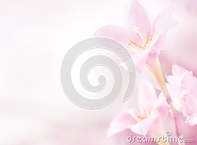 Spring pink flowers Stock Photo