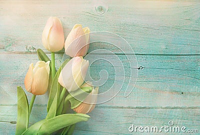 Spring pink tulips flower on color wooden background. Tulip, gardening concept. Top view, copy space for text Stock Photo